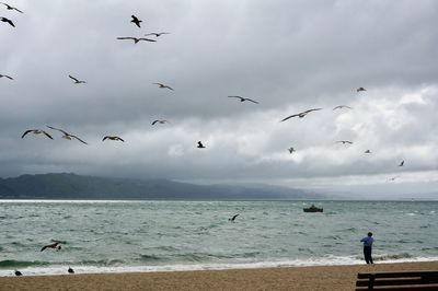 Seagulls flying over beach