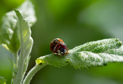 Close-up of ladybug on leaf