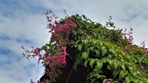 Low angle view of flower tree against sky