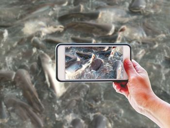 Cropped hand of person photographing fish