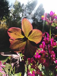 Close-up of pink flowering plant