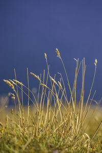 Close-up of grass growing on field against sky