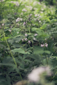 Close-up of plant