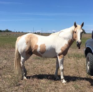 Horse standing on field