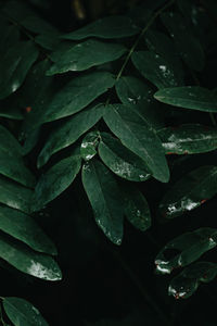 Close-up of wet leaves