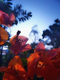 Low angle view of leaves against clear sky