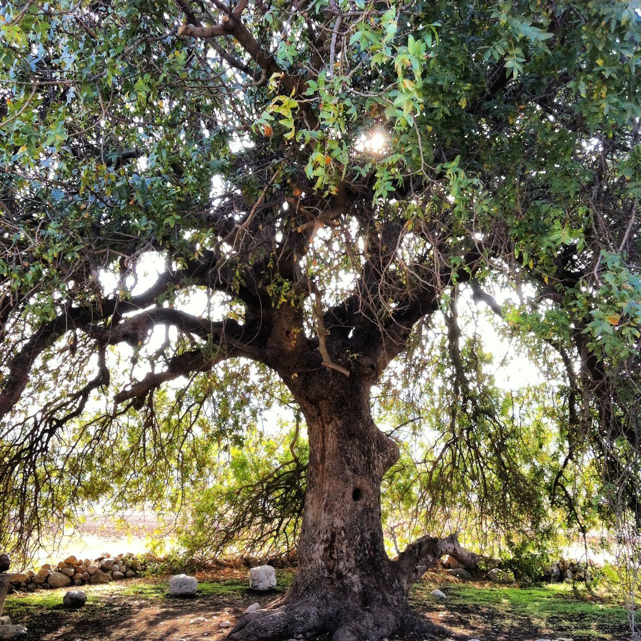 tree, growth, branch, low angle view, tree trunk, nature, tranquility, forest, green color, beauty in nature, sunlight, day, outdoors, growing, tranquil scene, scenics, no people, lush foliage, woodland, leaf