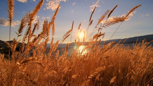 Close-up of wheat plants on field against sky