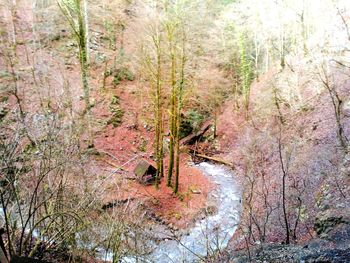 Trees in forest