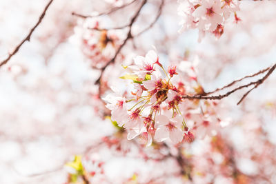 Beautiful full bloom cherry blossom in the early spring season. pink sakura japanese flower