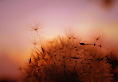 Close-up of dandelion against sky during sunset