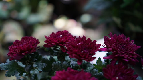 Close-up of red flowers blooming outdoors