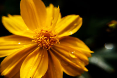 Close-up of yellow flower blooming outdoors