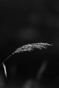 Close-up of leaf