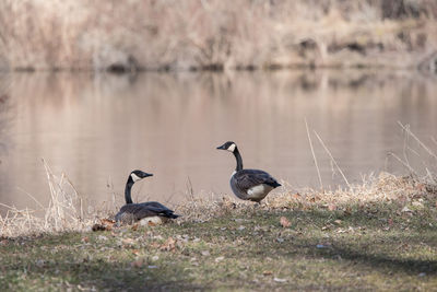 Birds perching on a lake