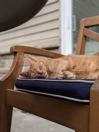 Cat sleeping on chair