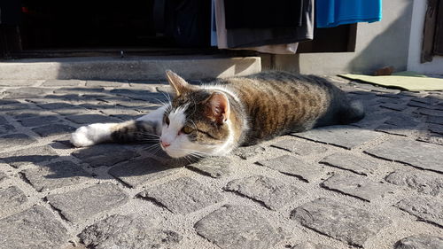 Cat on the street