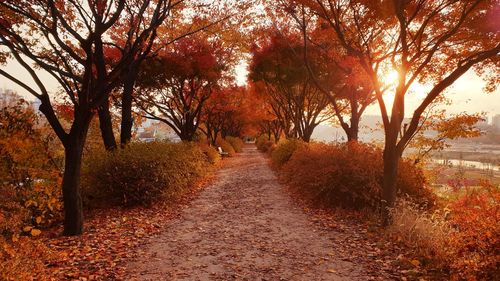 Footpath amidst trees during autumn