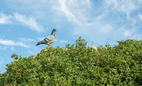 Low angle view of bird perching on plant against sky