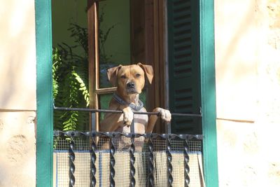 Portrait of dog looking through window