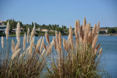 Panoramic view of sea against clear blue sky