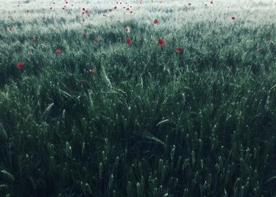 Full frame shot of crops on field