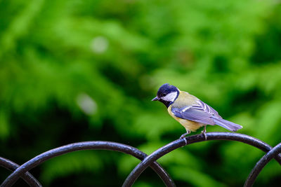 Close-up of bird perching on fence