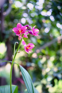 Close-up of pink flowering plant