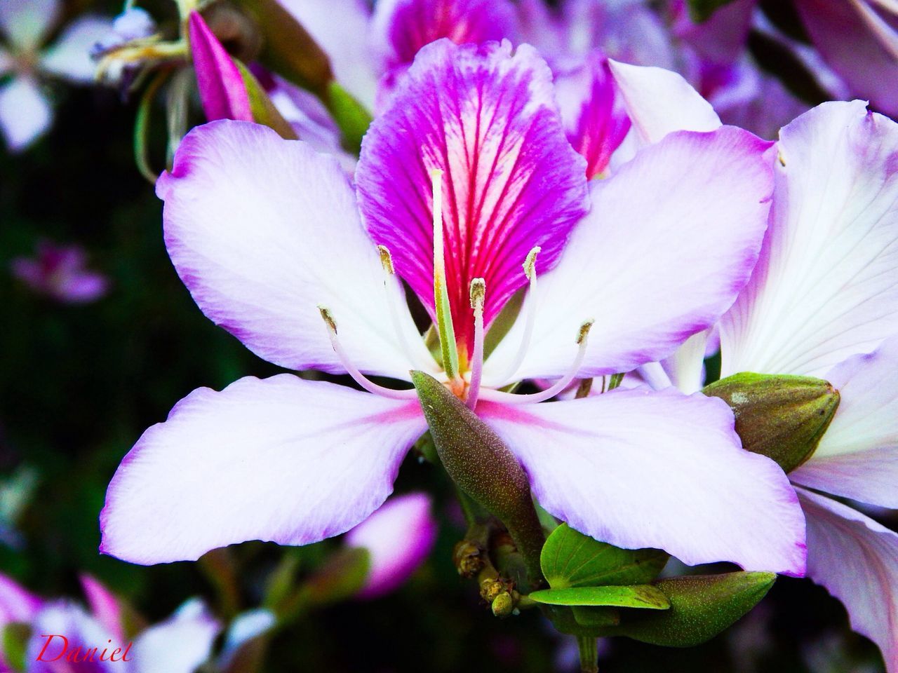 flower, petal, freshness, fragility, flower head, close-up, growth, beauty in nature, focus on foreground, pink color, nature, stamen, purple, blooming, pollen, in bloom, single flower, blossom, outdoors, day