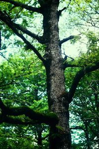 Low angle view of trees in forest