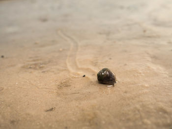 Close-up of snail on sand