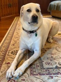 Portrait of dog sitting on floor at home