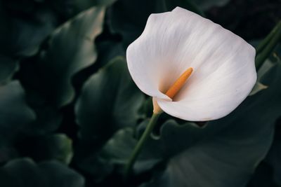 Close-up of white flower