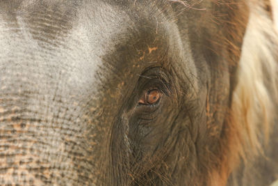 Close-up of elephant