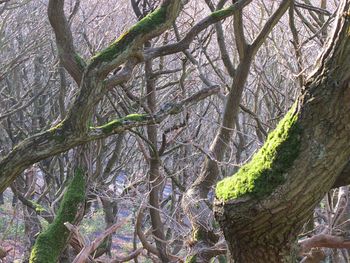 Low angle view of tree