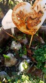 Close-up of mushroom growing outdoors