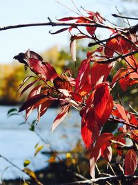 Close-up of red flowers on branch