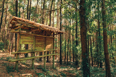 House tree in forest