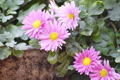 Close-up of pink flowering plants