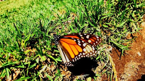 Close-up of butterfly on grass