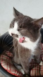 Close-up of cat yawning