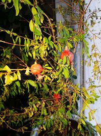 Close-up of flowers growing on tree