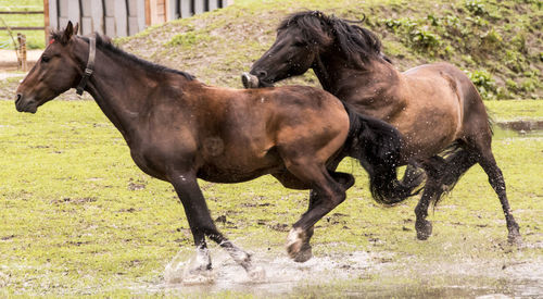 Horses in a field