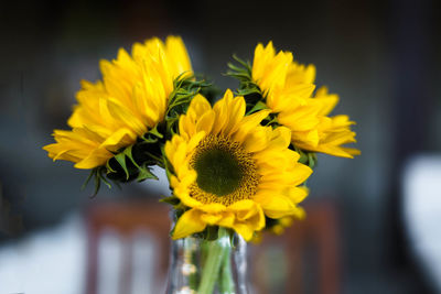 Close-up of yellow flower against blurred background