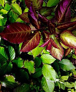 Full frame shot of leaves