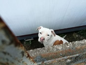 High angle portrait of dog