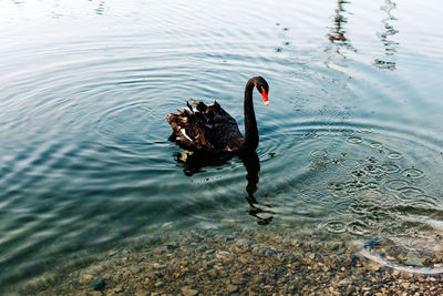 Black swan swims in the water