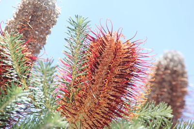 Low angle view of pine cone against sky