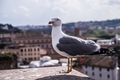 Close-up of seagull perching on wall