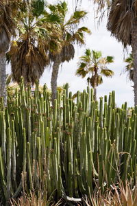 Low angle view of palm trees on field against sky